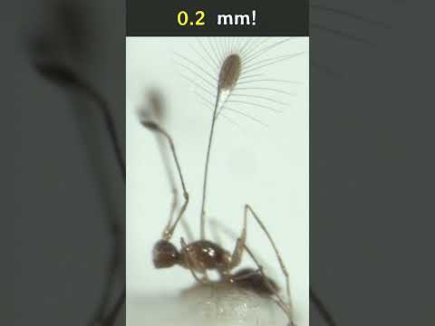🦟 The Smallest Insect: The Fairyfly
